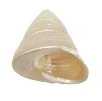 Moti Shankh | Pearl Shell (pack of 5)